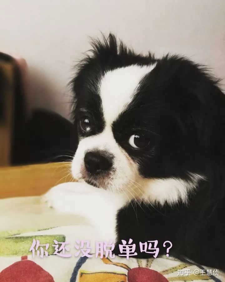 你什么时候发现,狗狗也在爱着你?