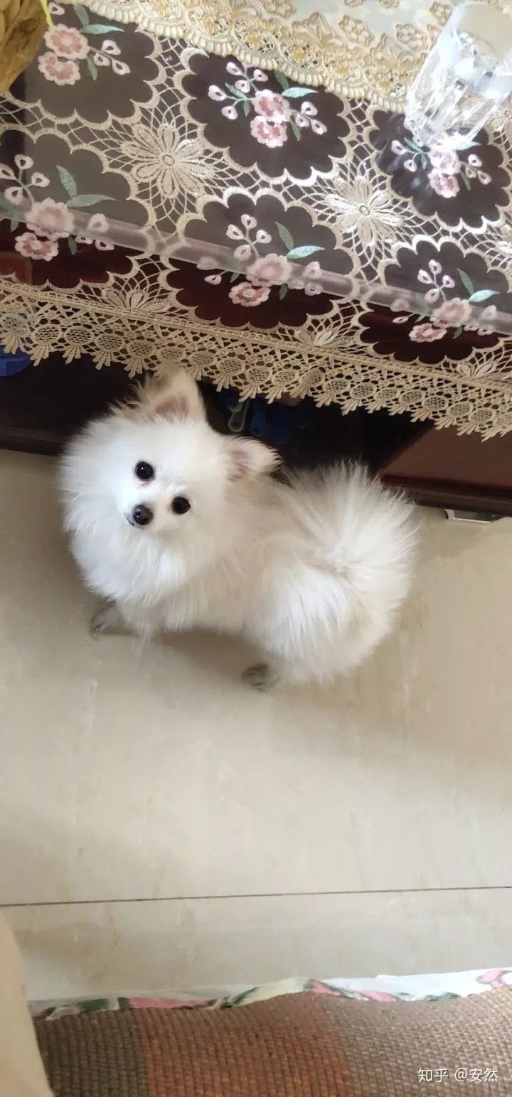 你什么时候发现,狗狗也在爱着你?