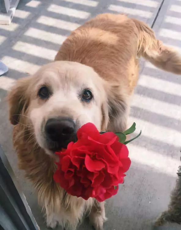 你什么时候发现,狗狗也在爱着你?