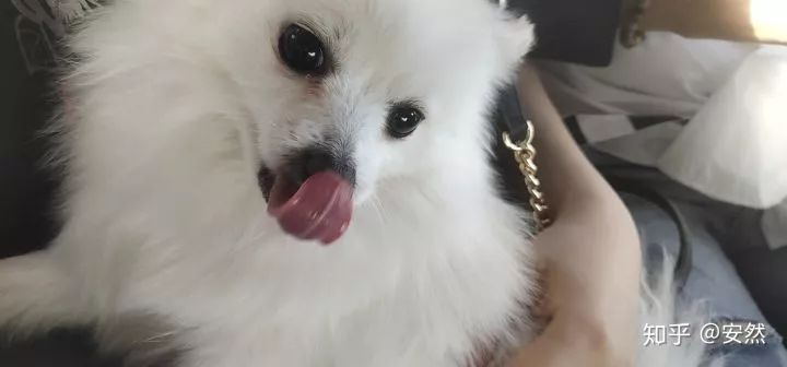 你什么时候发现,狗狗也在爱着你?