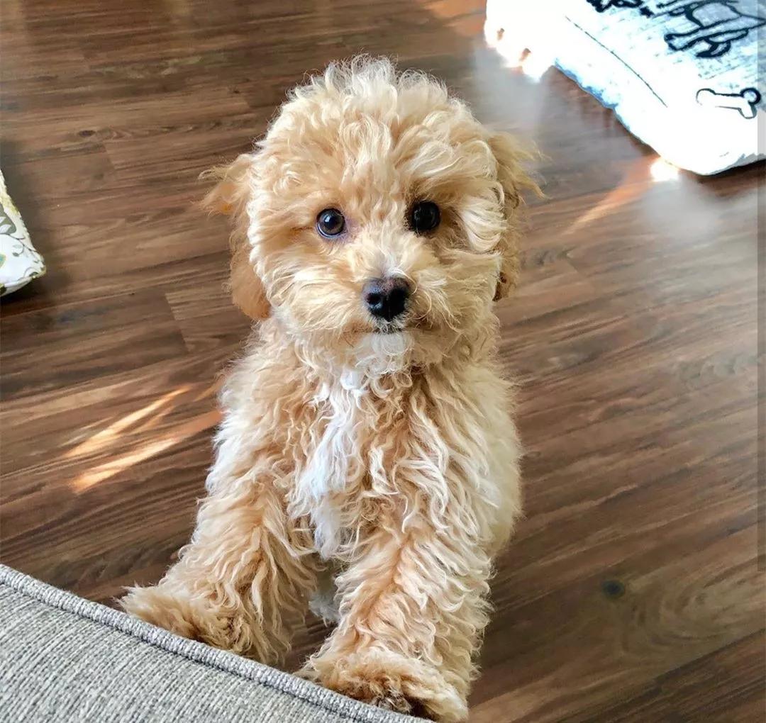 为什么那么多人讨厌泰迪?