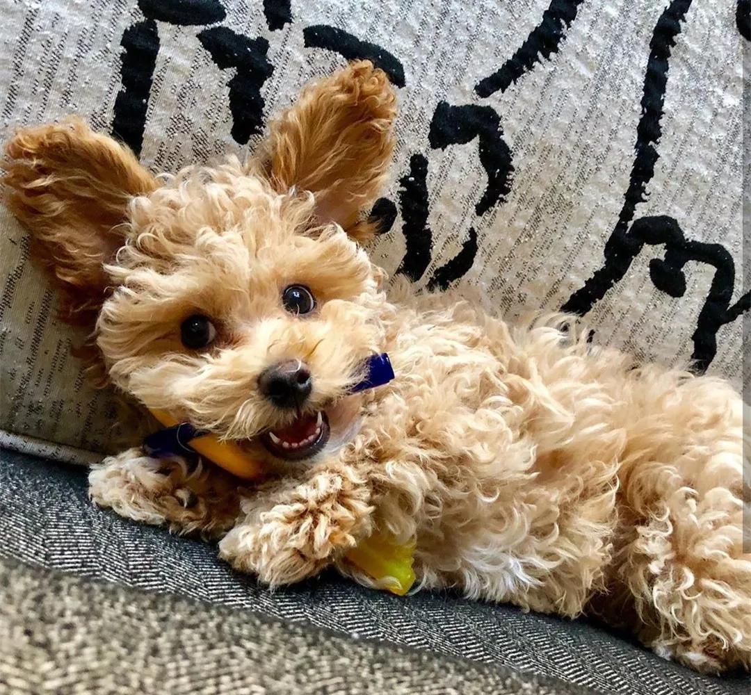 为什么那么多人讨厌泰迪?