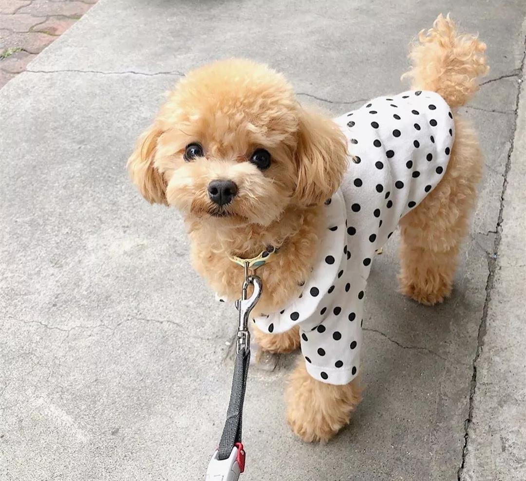 为什么那么多人讨厌泰迪?