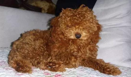 为什么那么多人讨厌泰迪?