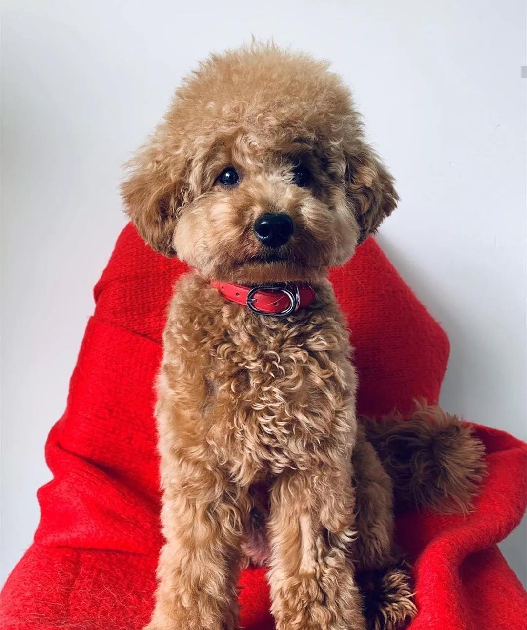 为什么那么多人讨厌泰迪?