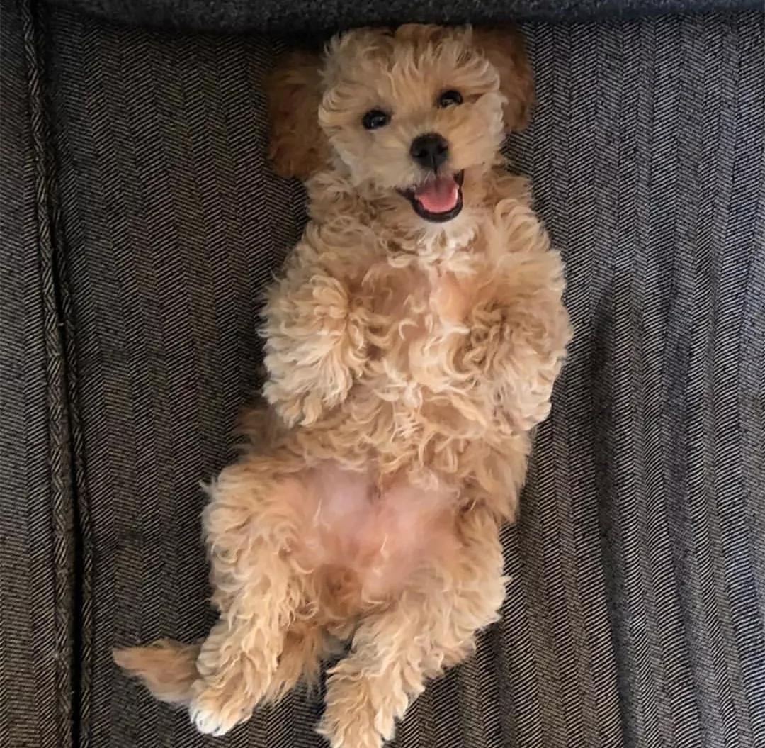 为什么那么多人讨厌泰迪?