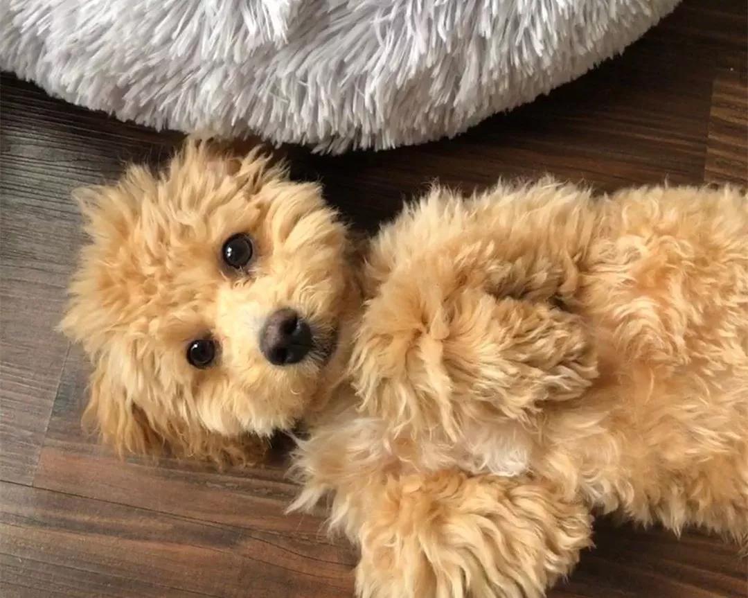 为什么那么多人讨厌泰迪?